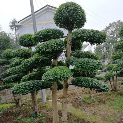 盆景花卉批发基地在哪里,盆景花卉批发基地在哪里有