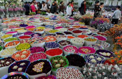 花都最大花卉市场,花都最大花卉市场怎么样