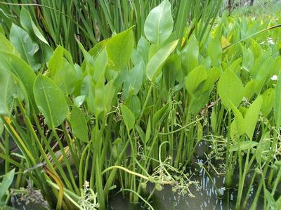 河道水生植物有哪些,河道水生植物种植