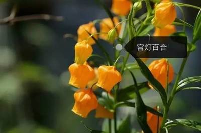 常见花卉图片大全150种,常见花卉品种介绍及图片