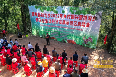 金线莲药材种植合作基地,金线莲种植基地在哪里