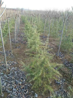 雪松树苗哪里有卖的,雪松树苗基地