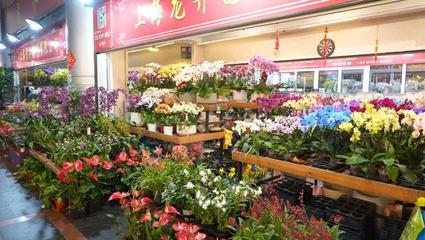 花市批发在哪里金阳花市,金阳花卉批发市场