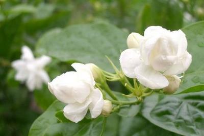 香水茉莉花叶子发黄怎么办,香水茉莉叶子蔫了怎么办