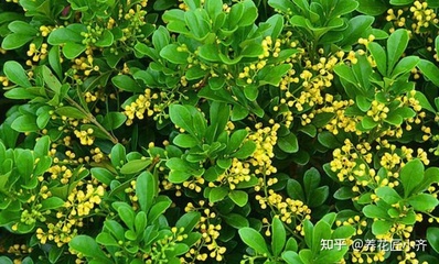 家里养啥木本植物花好,家里养啥木本植物花好养活