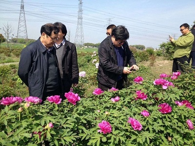 花卉育苗技术,花卉育苗技术有哪些