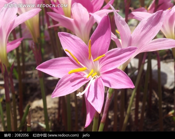 水仙花有几种,水仙花有几种类型