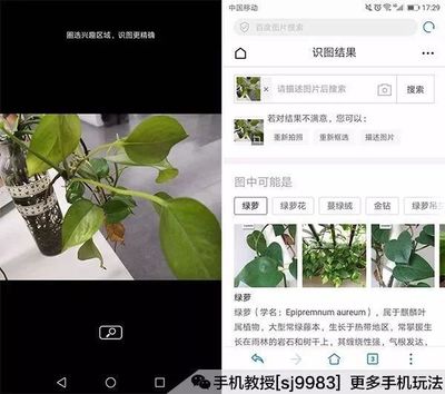 拍图识物植物,拍图识物植物怎么拍