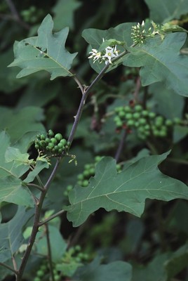 野生植物识别图鉴,野生植物图片名称大全