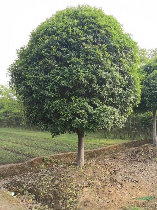 桂花树怎么卖出去,家里桂花树想卖