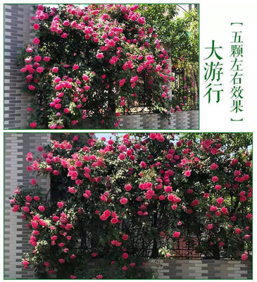 庭院四季开花的树,四季常开的庭院花