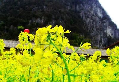 中国最美的花第一名,中国最美的花第一名玫瑰花