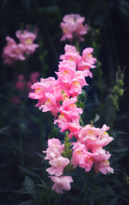 各个花的花语大全,各种花的花语花语