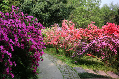 花风景图片高清大图,花风景美图大全