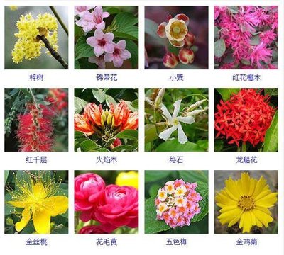 百种花名排行榜,100花名