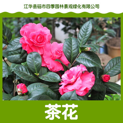 四季茶花都有什么品种,四季茶花哪个品种好看新品