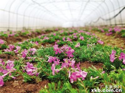 鲜花配送订花快网精致礼盒,订花 快网