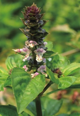 1000种常见植物,1000种常见植物野外识别速查图鉴