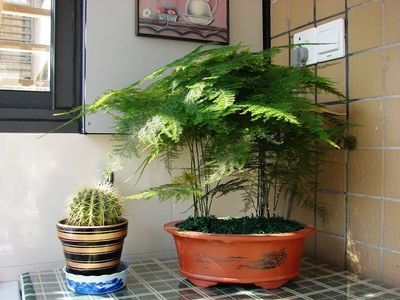 室内什么植物最好养,室内什么植物最好养又好看开花