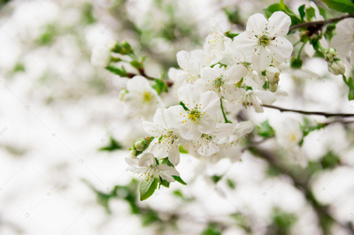 白花图片高清大图,白花图片高清大图大全