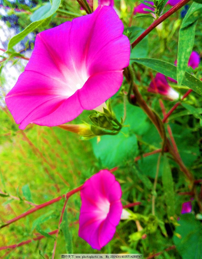 花草图片大全高清自然风景,花草图片大全风景图片