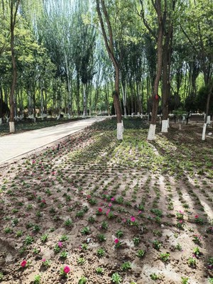 适合花坛四季种植花卉的植物,花坛四季花卉搭配