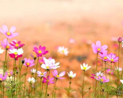 漂亮花的图片大全大图高清,漂亮花的图片大全大图高清壁纸