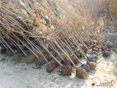 庭院花卉种植品种腊梅,腊梅种在庭院到底好不好