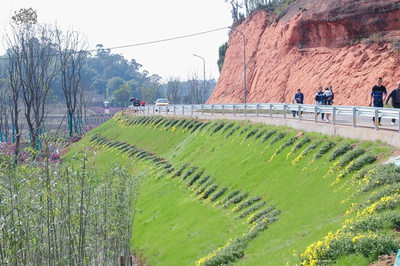 宜宾绿植批发在哪里,宜宾花草批发市场