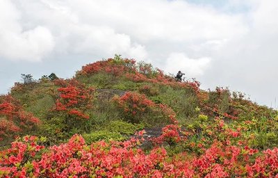 高山杜鹃,高山杜鹃好养活吗