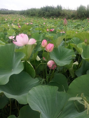 荷花苗种植钿地种植基地,本地荷花种苗生产厂家