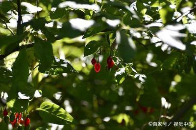 十大灌木花卉排名,灌木花卉大全