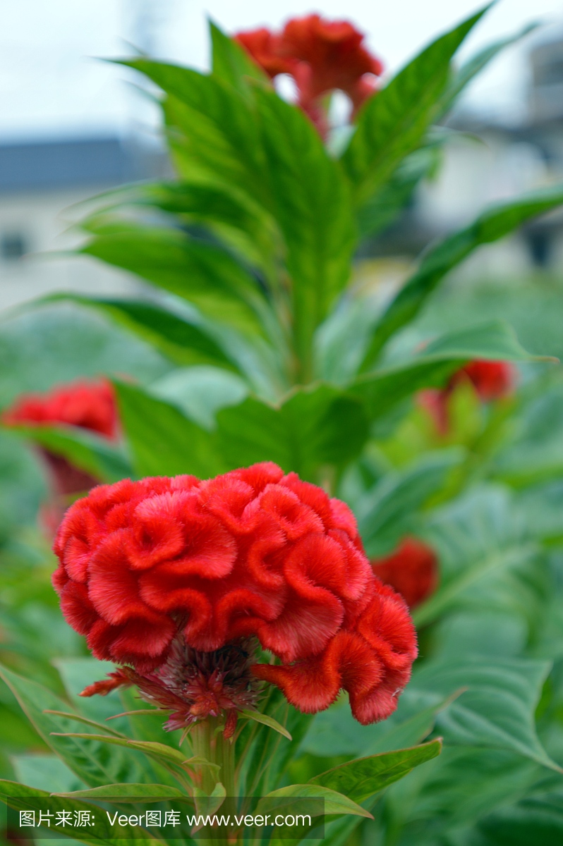 大型花的种类及图片,大型花朵