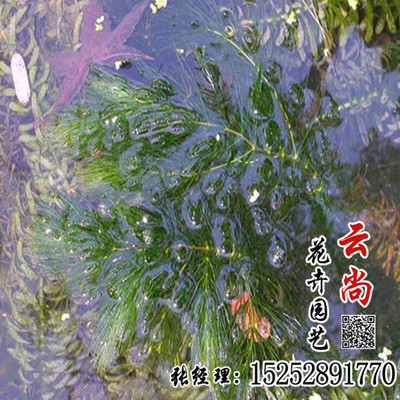 净化水质的沉水植物,沉水植物净水的优点