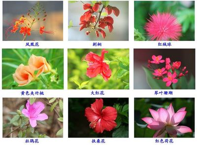 花名称大全500种图片,花名大全图片 配图