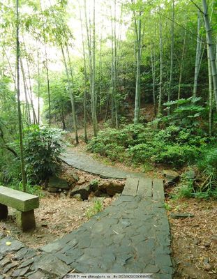 山水树木风景图片,山水树木风景图片两个人的背