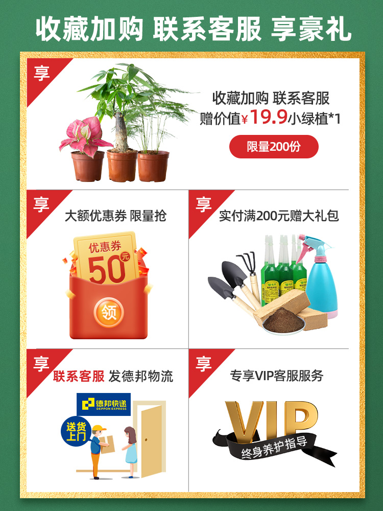 适合客厅养的绿植或花卉,适合客厅养的植物好养又好看