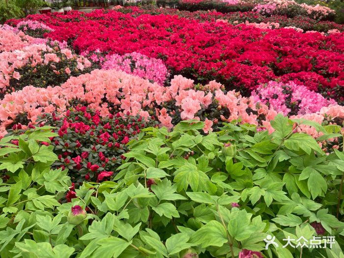 常州花溪花卉市场,常州花溪花卉市场赶集时间表