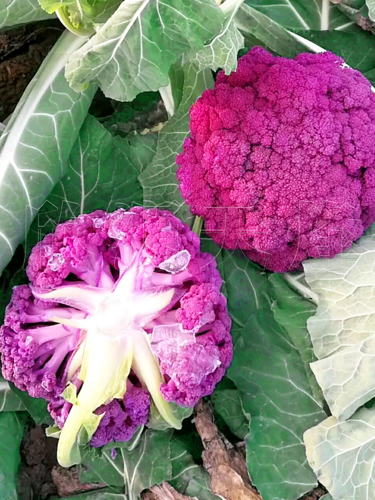 紫色花菜的功效与作用,紫色花菜的营养价值