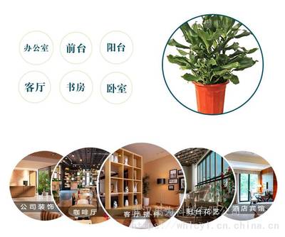 客厅绿植租摆办公室,客厅绿植租摆办公室好吗