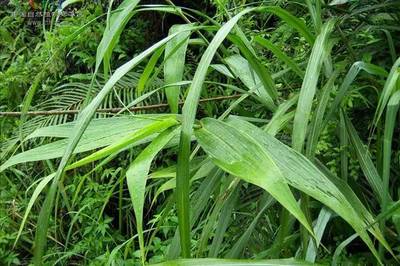 300种常见草本植物图谱,常见草本有哪些