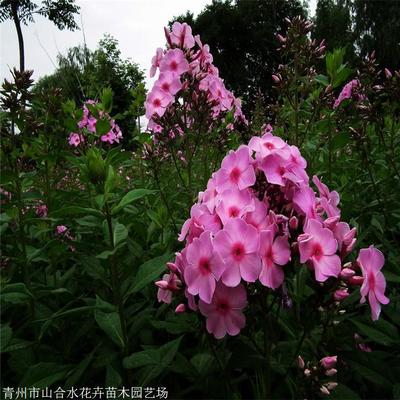 植物花卉是什么意思,植物花卉花型图片大全