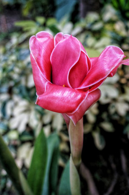 百度识图花朵,百度识图在线入口