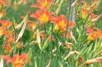 百合最佳种植时间,百合花开败后从哪里剪