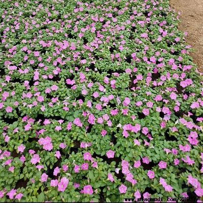 山东青州黄楼花卉基地简介,山东青州市黄楼花卉种植基地