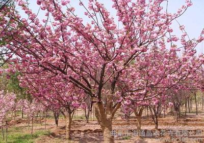 花卉基地批发在哪里进货便宜,花卉基地在什么地方