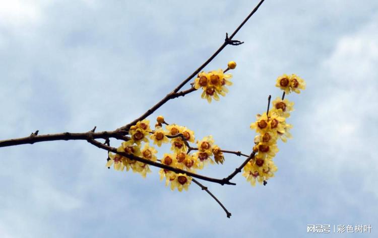 花卉欣赏视频,花卉欣赏视频教程