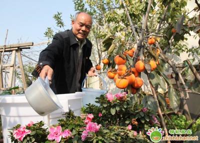 水培花卉营养液的配制方法,水培鲜花营养液