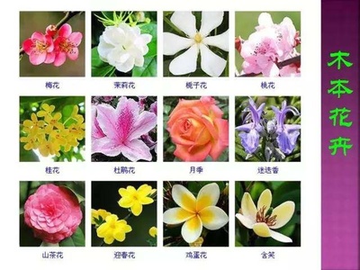 常见的花大全,常见的花大全图片