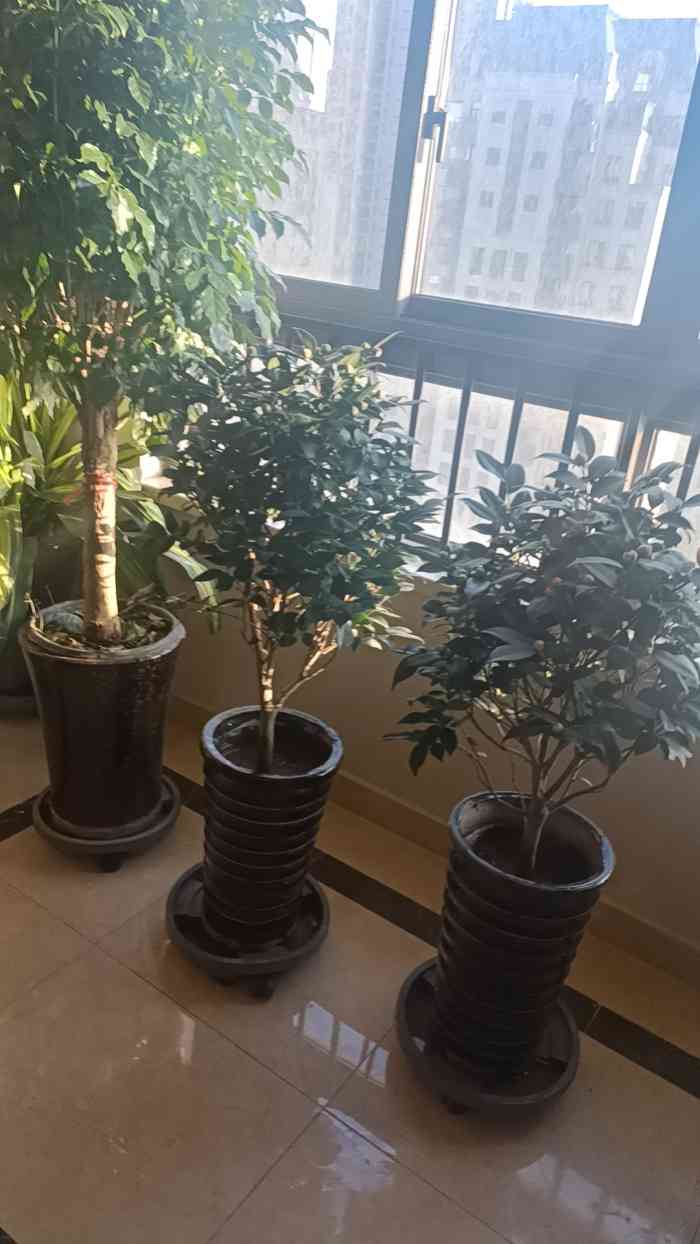 花木批发市场在哪里啊,花木市场几点关门